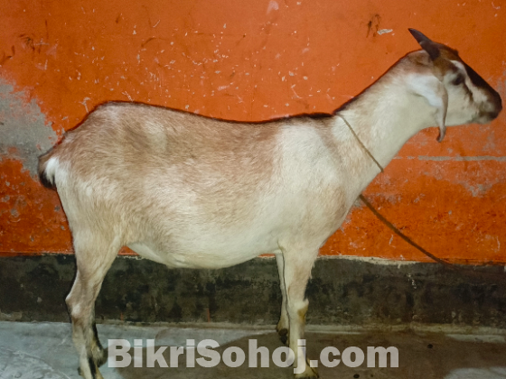 খাসি ছাগল
